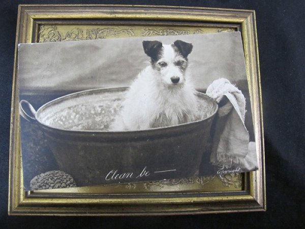 画像2: Postcard  お風呂に入る犬 1914年 (2)
