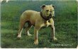 画像1: Postcard 　イングリッシュブルドッグ犬　1907年 (1)