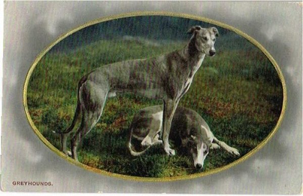 画像1: グレイハウンド犬　1913年 (1)