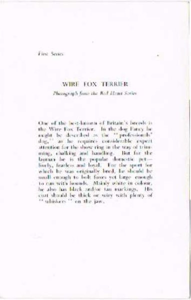 画像2: ワイヤーフォックステリア犬 (2)