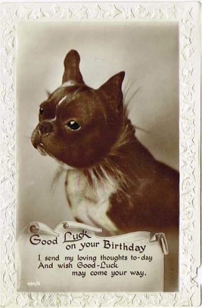 画像1: ボストンテリア犬 1928年 (1)