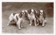 画像1: Postcard 　キングチャールズスパニエル犬　1905年頃未使用 (1)