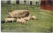 画像1: Postcard 　豚さんの家族　1910年代頃　未使用 (1)