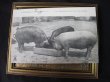 画像2: Postcard 　お食事中の豚さん　1910年代頃 (2)