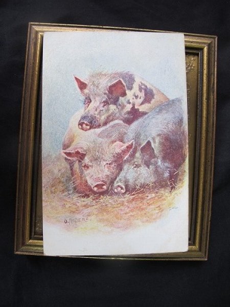 画像2: Postcard  3匹の豚さん 1905年頃 未使用 (2)