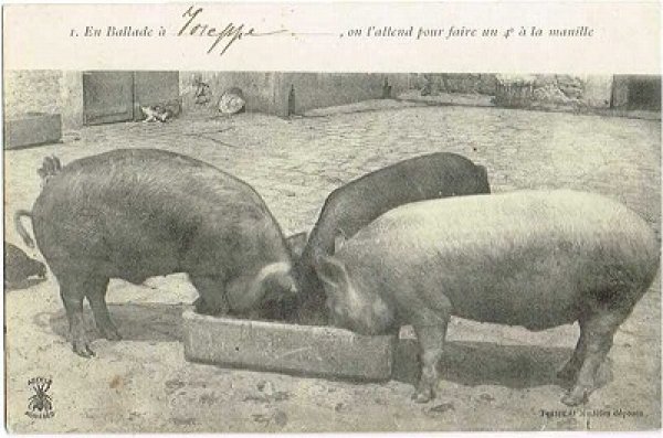 画像1: Postcard 　お食事中の豚さん　1910年代頃 (1)