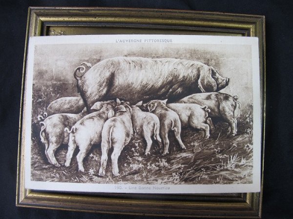 画像2: Postcard  豚のお母さんとミルクを飲む子豚たち 未使用 (2)