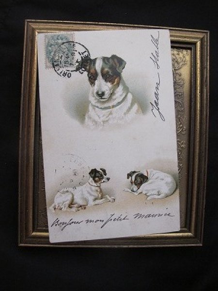画像2: Postcard  ジャックラッセルテリア犬 Helena Maguire  (2)