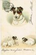 画像1: Postcard 　ジャックラッセルテリア犬　Helena Maguire　 (1)