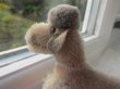 画像4: Vintage Stuffed Toy 　Steiff シュタイフ　小さなプードル犬　グレー (4)