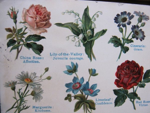 画像2: Postcard  お花言葉 フランス 1904年 (2)