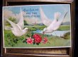 画像1: Postcard 　薔薇のお花を運ぶ白鳩　1907年 (1)