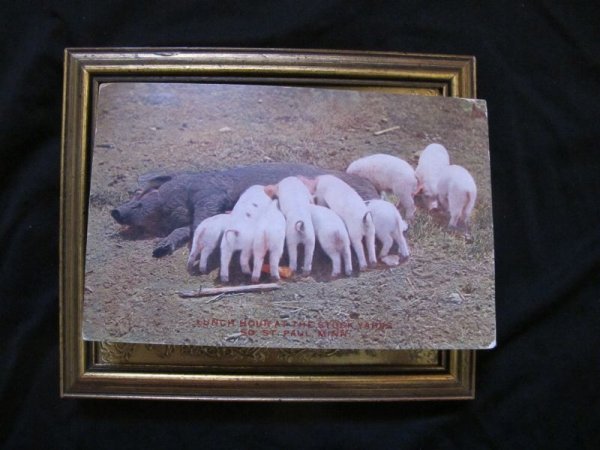 画像2: Postcard  お乳を与える豚のお母さんと子豚たち 1910年  (2)