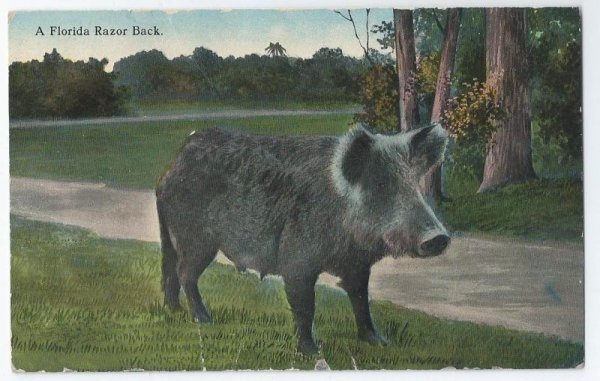 画像1: Postcard  黒い豚さん　1910年代　 (1)