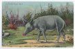 画像1: Postcard  黒い豚さん　フロリダ　レザーバッグ種　1910年代　 (1)