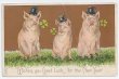 画像1: Postcard  シルクハットの豚の紳士たち　1904年　 (1)