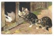 画像1: Postcard 　ウサギ小屋の前の子猫　　 (1)