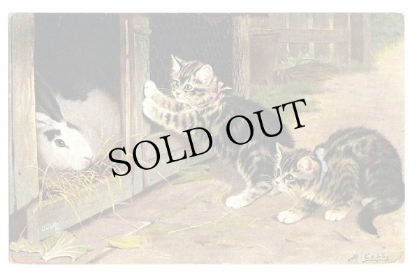 画像1: Postcard  ウサギ小屋の前の子猫   (1)