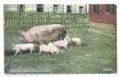 画像1: ▼SALE 500▼  Postcard　豚の家族　 (1)