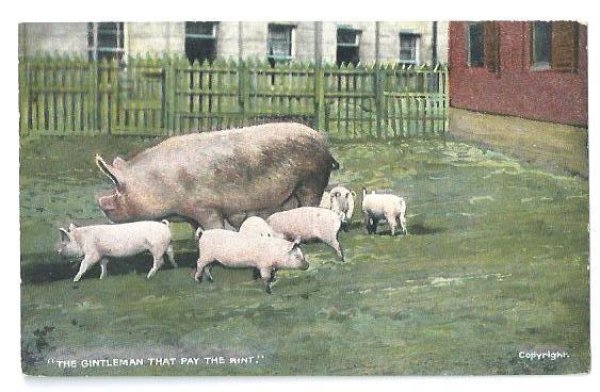 画像1: ▼SALE 500▼  Postcard　豚の家族　 (1)