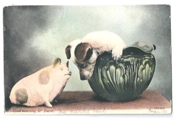 画像1: Postcard　おはよう、ベーコンさん！　子犬と子豚　 1904年　 (1)