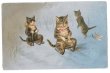 画像1: Postcard　ソリ遊びをする猫たち　キジトラ　1904年　Helena Maguire　 (1)