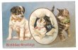 画像1: Postcard　輪くぐりをする猫と犬　1908年　Helena Maguire　 (1)