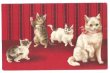 画像1: Postcard　4匹の猫　キジトラ　白猫　Helena Maguire　 (1)