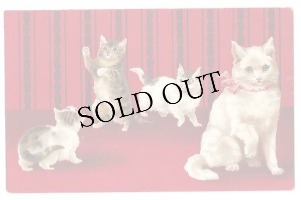 画像1: Postcard　4匹の猫　キジトラ　白猫　Helena Maguire　 (1)
