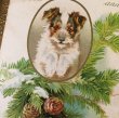 画像2: Postcard　テリア犬　1906年　Helena Maguire　 (2)
