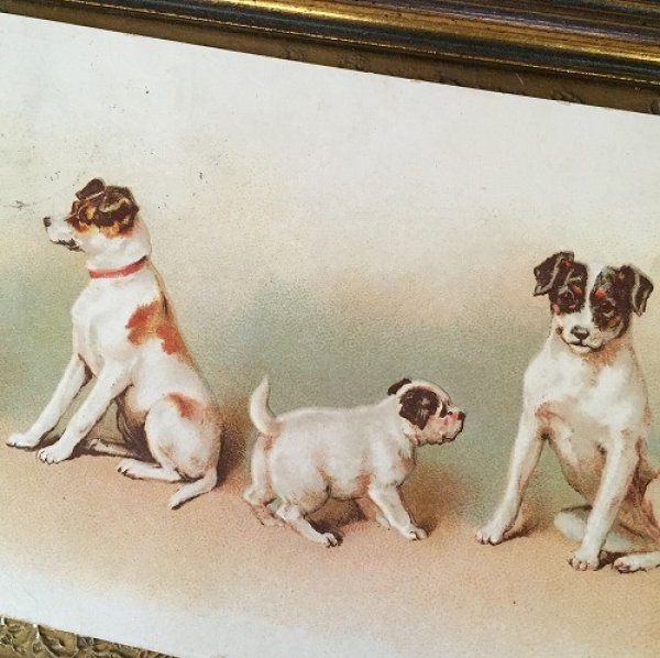 画像2: Postcard テリア犬の家族 1906年 Helena Maguire  (2)