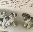画像2: Postcard　４匹の子犬　1901年　Helena Maguire　 (2)
