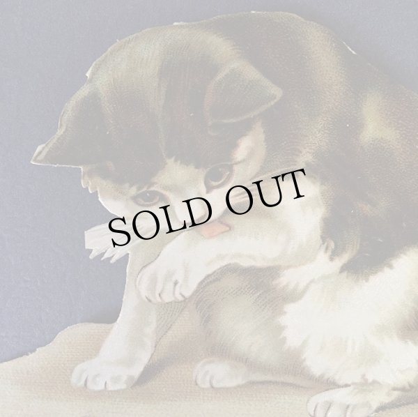 画像2: ダイカットクロモ　手を舐める猫　ハチワレ　黒白　Helena Maguire　 (2)