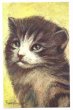 画像1: Postcard　子猫　スイス　未使用　　 (1)