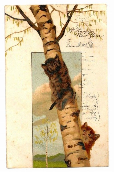 画像1: Postcard　白樺の木に登る子猫　アメリカ1908年　　 (1)