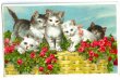 画像1: Postcard　薔薇のお花と5匹の子猫　ベルギー1936年　 (1)