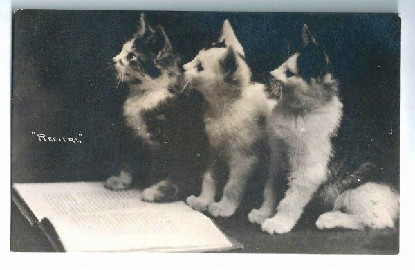 画像1: Postcard　お勉強中の3匹の子猫　アメリカ1909年　 (1)