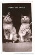 画像1: Postcard　喧嘩の後・・・　怪我をした猫　イギリス1907年　 (1)