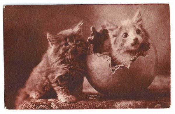 画像1: Postcard　卵から産まれた子猫　アメリカ1910年　 (1)
