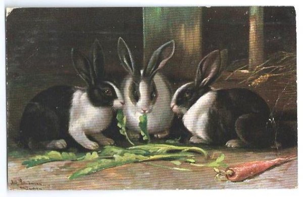 画像1: Postcard　ニンジンの葉を食べるパンダウサギ　1907年 (1)