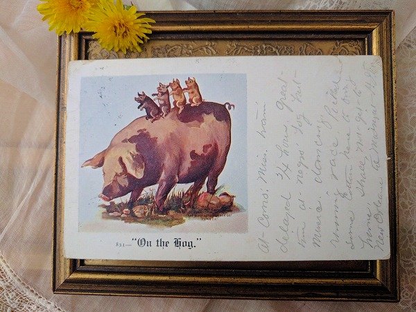 画像1: Postcard　On the Hog 豚さんの家族 1906年 (1)