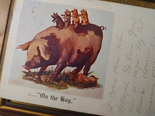 画像2: Postcard On the Hog 豚さんの家族 1906年 (2)