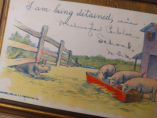 画像2: Postcard ファームの豚さん 1905年 (2)