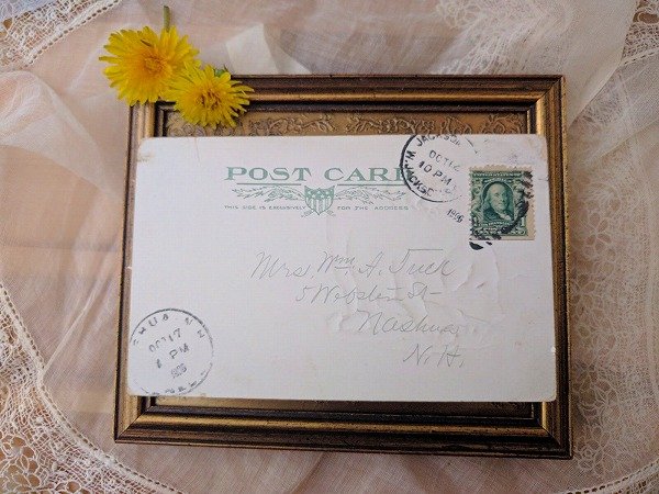 画像3: Postcard On the Hog 豚さんの家族 1906年 (3)