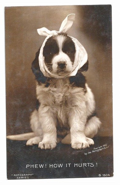 画像1: Postcard　怪我をした犬　　写真 (1)