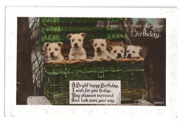 画像1: Postcard　ウエストハイランドテリアの子犬　ウエスティ　犬　1923年 (1)
