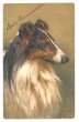 画像1: Postcard　コリー犬　スイス (1)