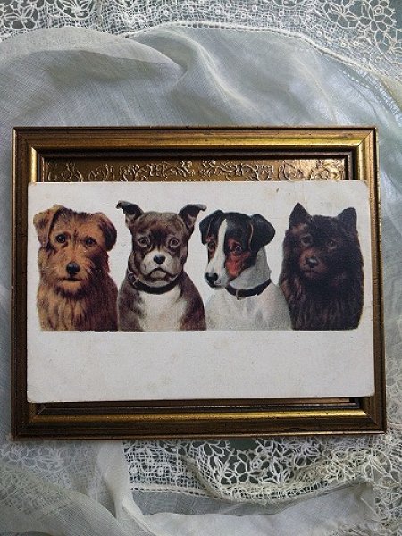 画像2: Postcard 4匹の犬 イギリス1907年 (2)