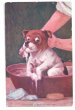 画像1: Postcard　犬のバスタイム (1)