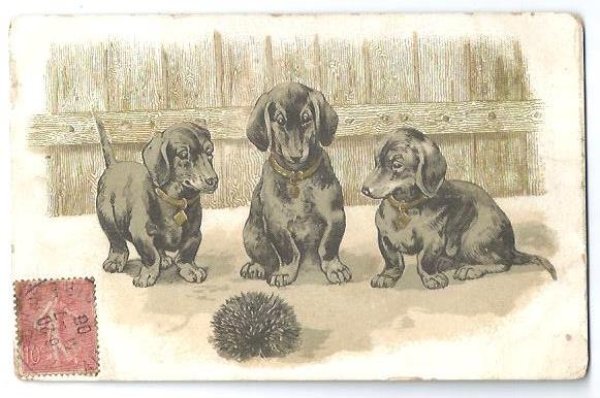 画像1: Postcard　ダックスフンド犬とハリネズミ 1906年 (1)